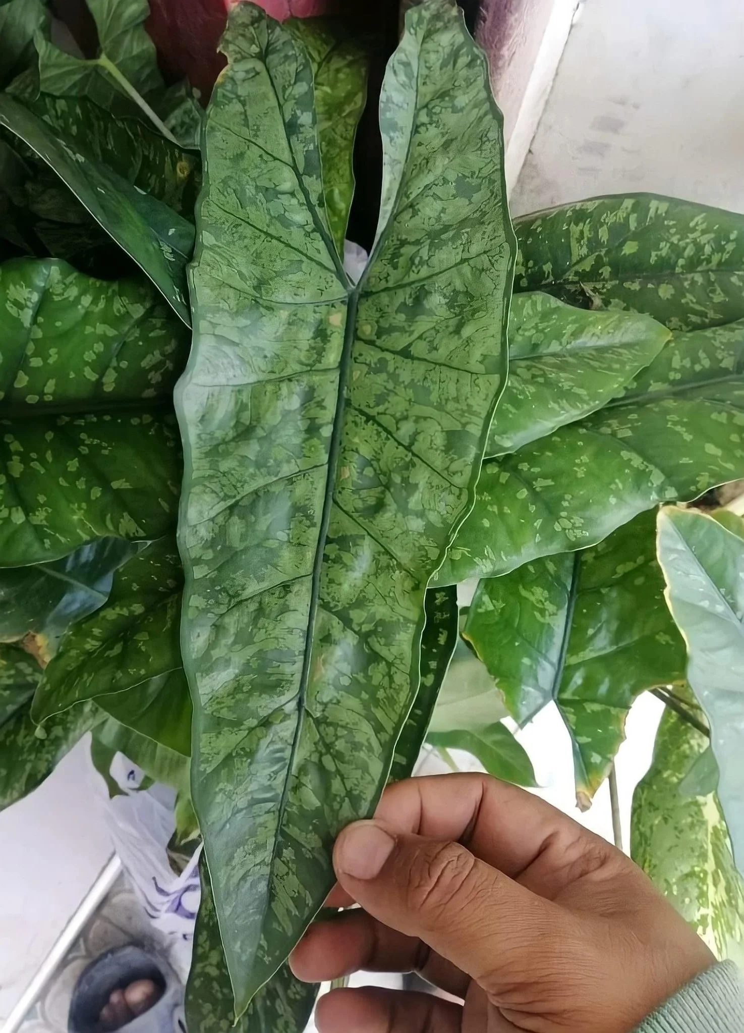 ALOCASIA HETEROPHYLLA 'SHATTERED GLASS' — Aroidpedia